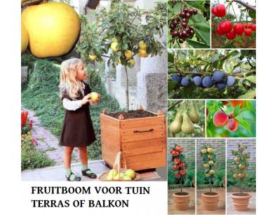 IDiva - Fruitbomen Voor Tuin, Terras Of Balkon.
