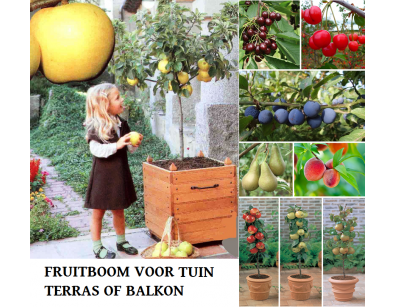 IDiva - Fruitbomen Voor Tuin, Terras Of Balkon. IDiva - Fruitbomen Voor Tuin, Terras Of Balkon.