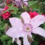 One Day Only - 4 Clematis hybriden planten One Day Only - 4 Clematis hybriden planten