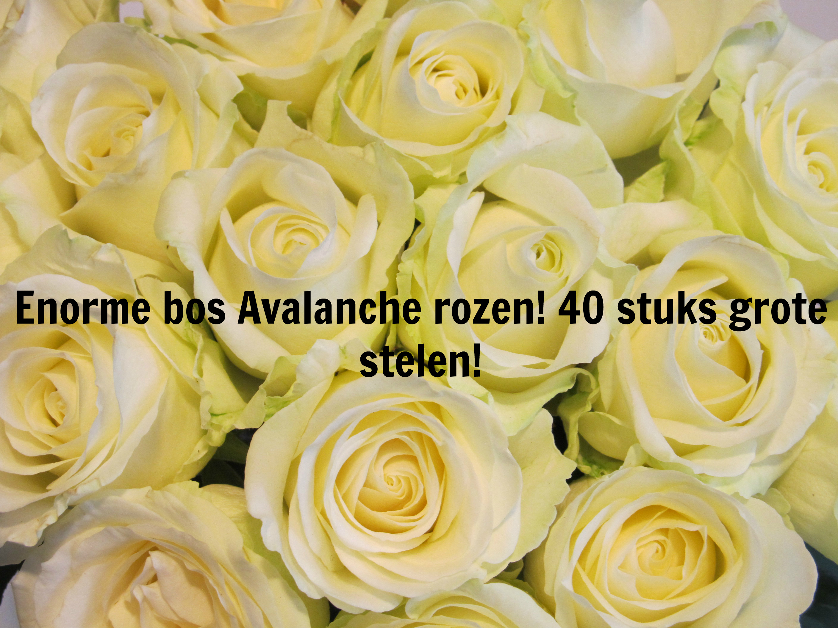 One Day Price - Enorme bos Avalanche Rozen! 40 stuks!