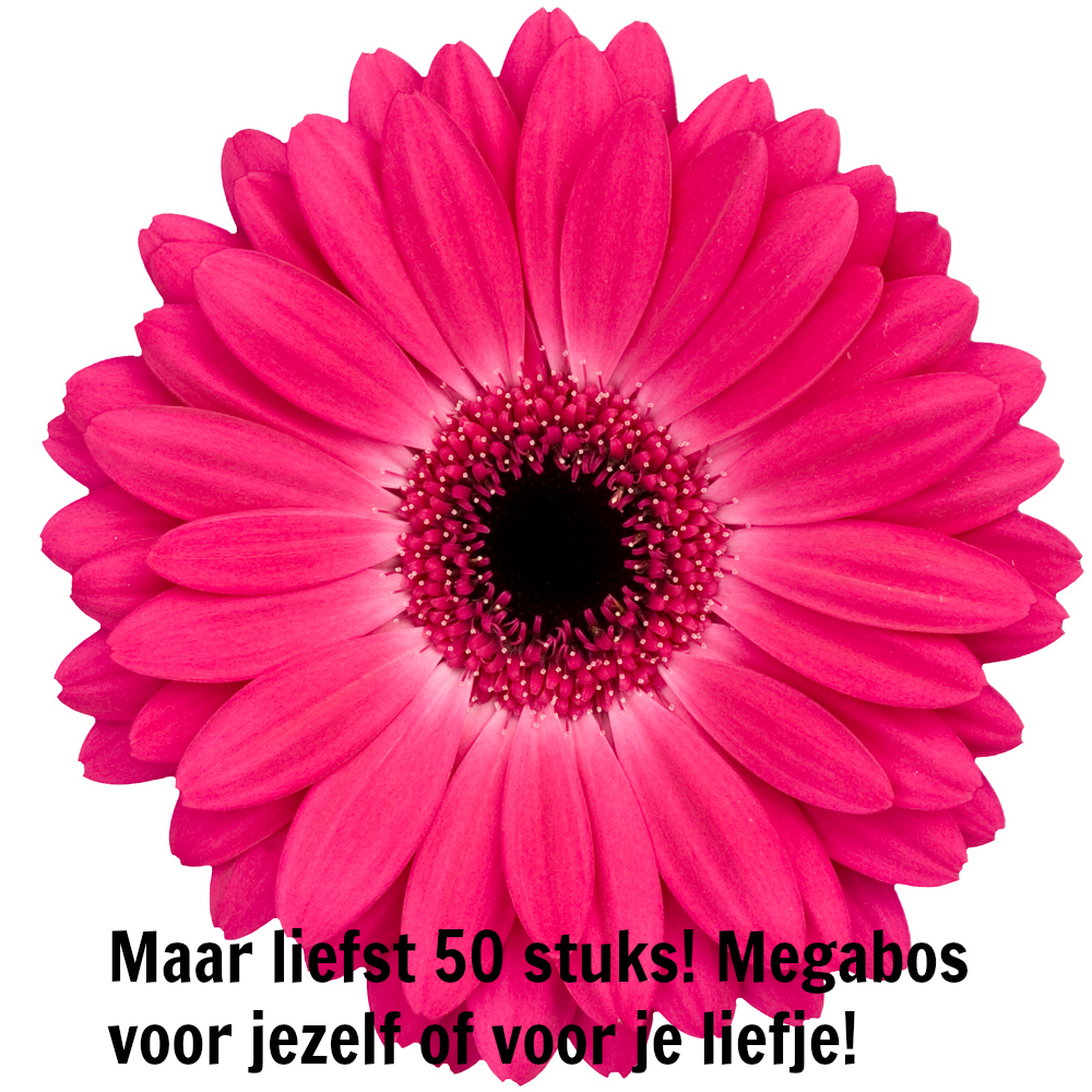 One Day Price - Mega bos prachtige gerbera&#039;s! 50 stuks