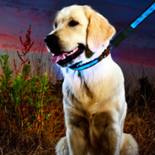 Super Dagdeal - Hondenhalsband met LED verlichting