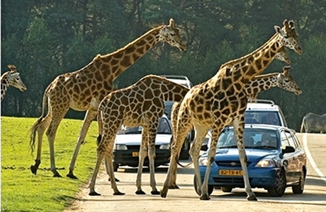 TravelBird - Afrika voor de deur! Beleef een ongekende jungle-ervaring in Vakantiepark Beekse Bergen va. €79,- per 6-persoons bungalowtent TravelBird - Afrika voor de deur! Beleef een ongekende jungle-ervaring in Vakantiepark Beekse Bergen va. €79,- per 6-persoons bungalowtent