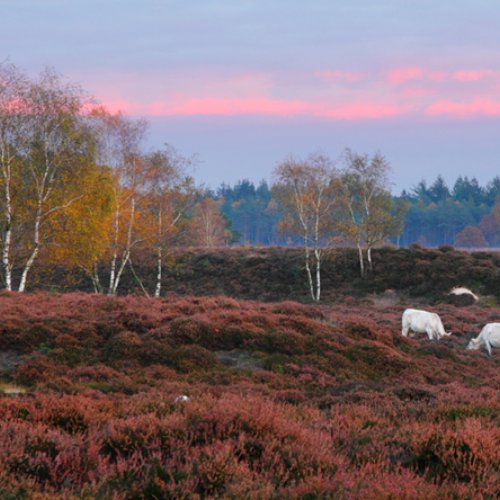 TravelBird - De Veluwe