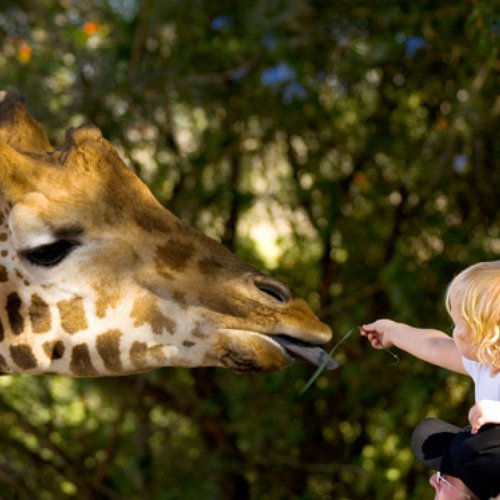 TravelBird - Dierentuin met 4-sterrenhotel TravelBird - Dierentuin met 4-sterrenhotel