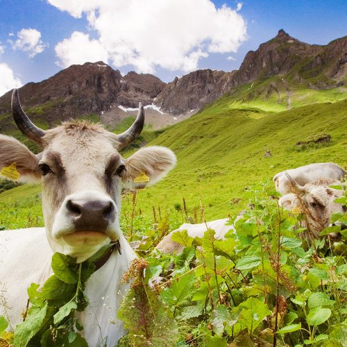 TravelBird - Halfpension in Kirchberg TravelBird - Halfpension in Kirchberg