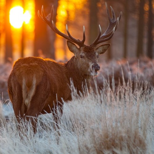 TravelBird - Luxe op de Veluwe