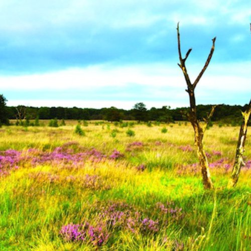 TravelBird - Ontspannen op de Veluwe