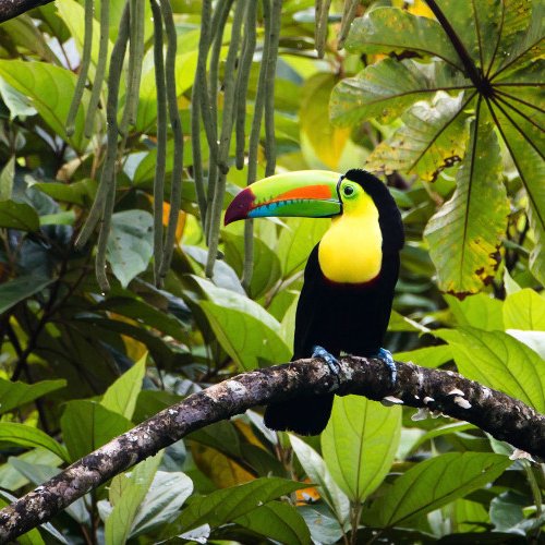 TravelBird - Rondreis Costa Rica