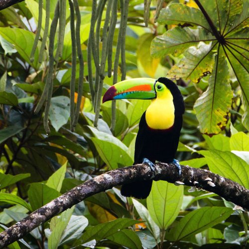 TravelBird - Rondreis Costa Rica TravelBird - Rondreis Costa Rica