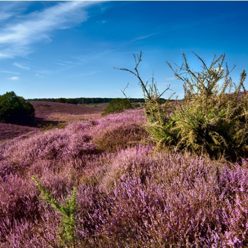 TravelBird - Rust op de Veluwe