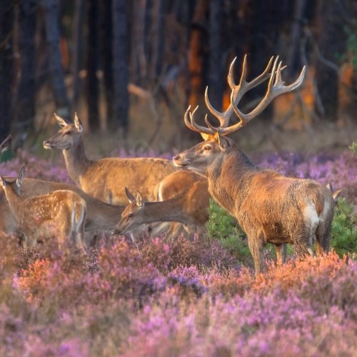 TravelBird - Verwennerij op de Veluwe