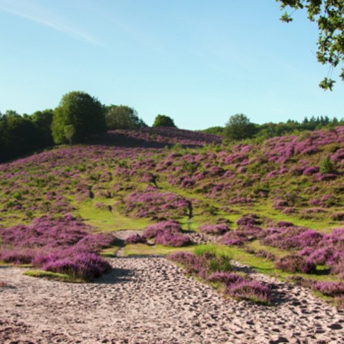 TravelBird - Zomer op de Veluwe