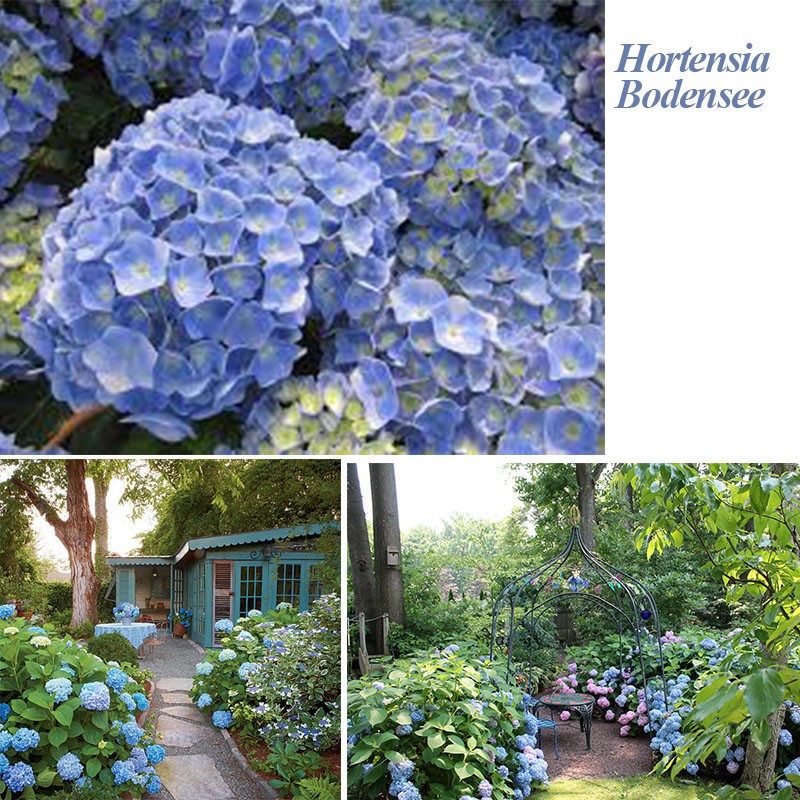 vsdeal.com - 6 of 12 Hortensia's Leverbaar in verschillende kleuren (vanaf € 19,95 gratis verzending)