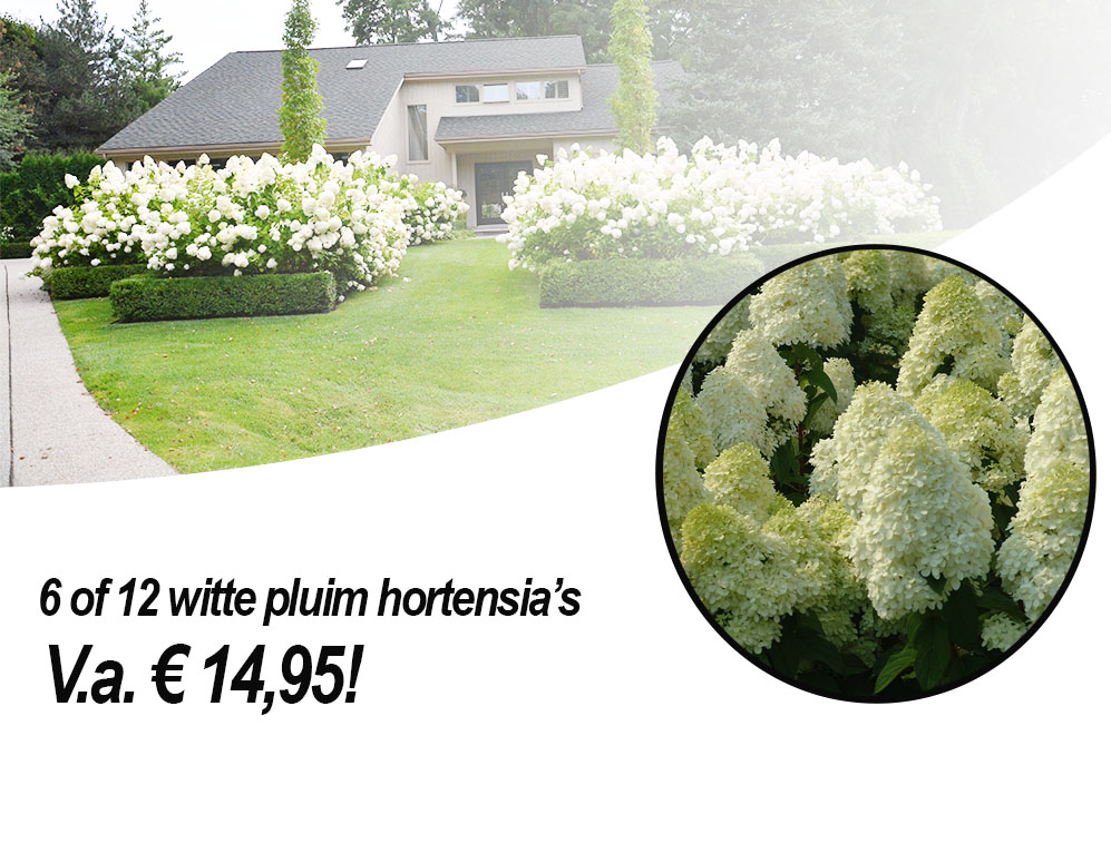 vsdeal.com - Grote witte pluimhortensia?s vsdeal.com - Grote witte pluimhortensia?s