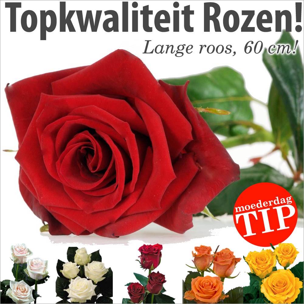 vsdeal.com - Topkwaliteit Rozen! Verser kan niet! Speciaal voor Moederdag.