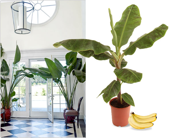 Waat? - 4 grote bananen planten voor in huis Waat? - 4 grote bananen planten voor in huis