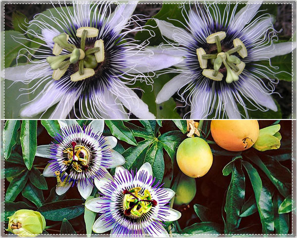 Waat? - Beeldschone klimmende passiebloemen - passiflora Waat? - Beeldschone klimmende passiebloemen - passiflora