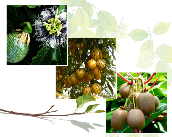 Waat? - Exotische fruitplanten Waat? - Exotische fruitplanten