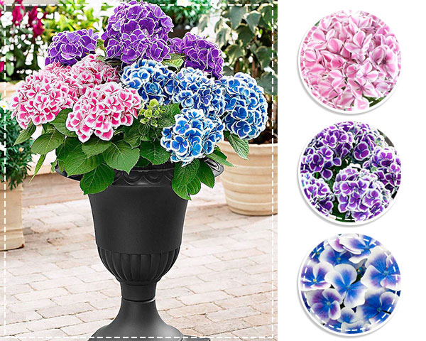Waat? - Fleurige tweekleurige hortensia's Waat? - Fleurige tweekleurige hortensia's