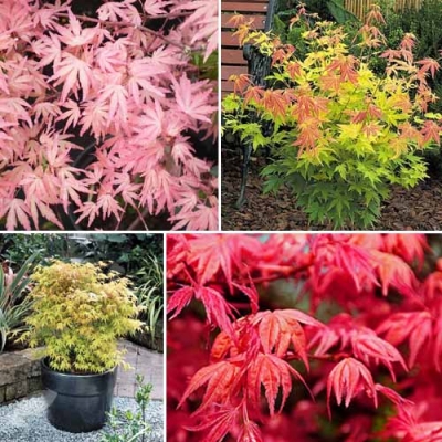 Waat? - Geef je tuin of terras een Oosterse sfeer met Japanse esdoornen! – Gratis verzending Waat? - Geef je tuin of terras een Oosterse sfeer met Japanse esdoornen! – Gratis verzending