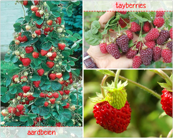 Waat? - Klimmende aardbeien of tayberries Waat? - Klimmende aardbeien of tayberries