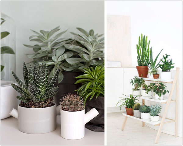 Waat? - Mix van succulent planten