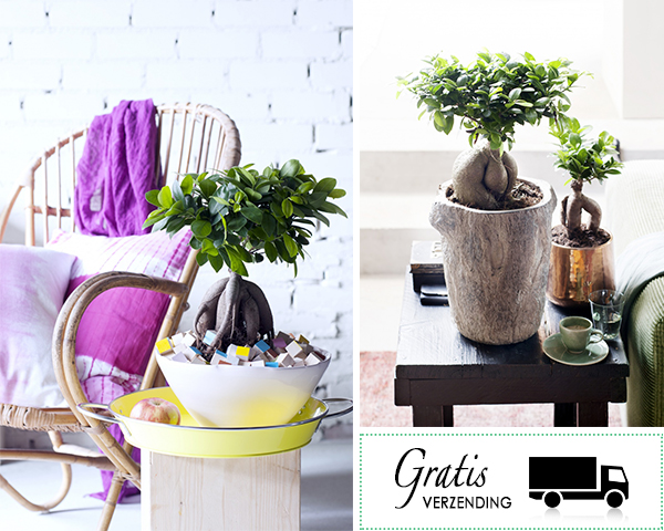 Waat? - Set van 2 ficus kamerplanten Waat? - Set van 2 ficus kamerplanten