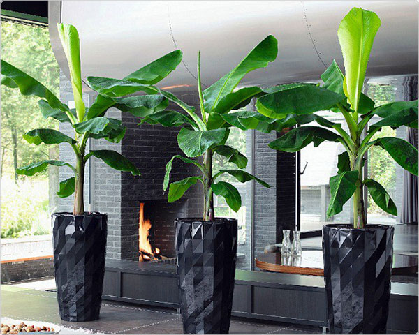 Waat? - Set van 2 of 4 bananenbomen Waat? - Set van 2 of 4 bananenbomen