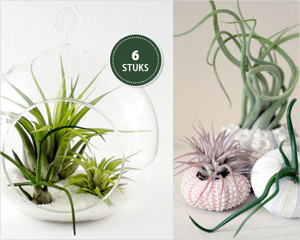 Waat? - Set van 6 tillandsia luchtplantjes Waat? - Set van 6 tillandsia luchtplantjes