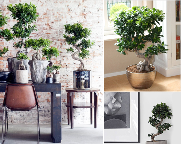 Waat? - Xxl bonsai boom Waat? - Xxl bonsai boom